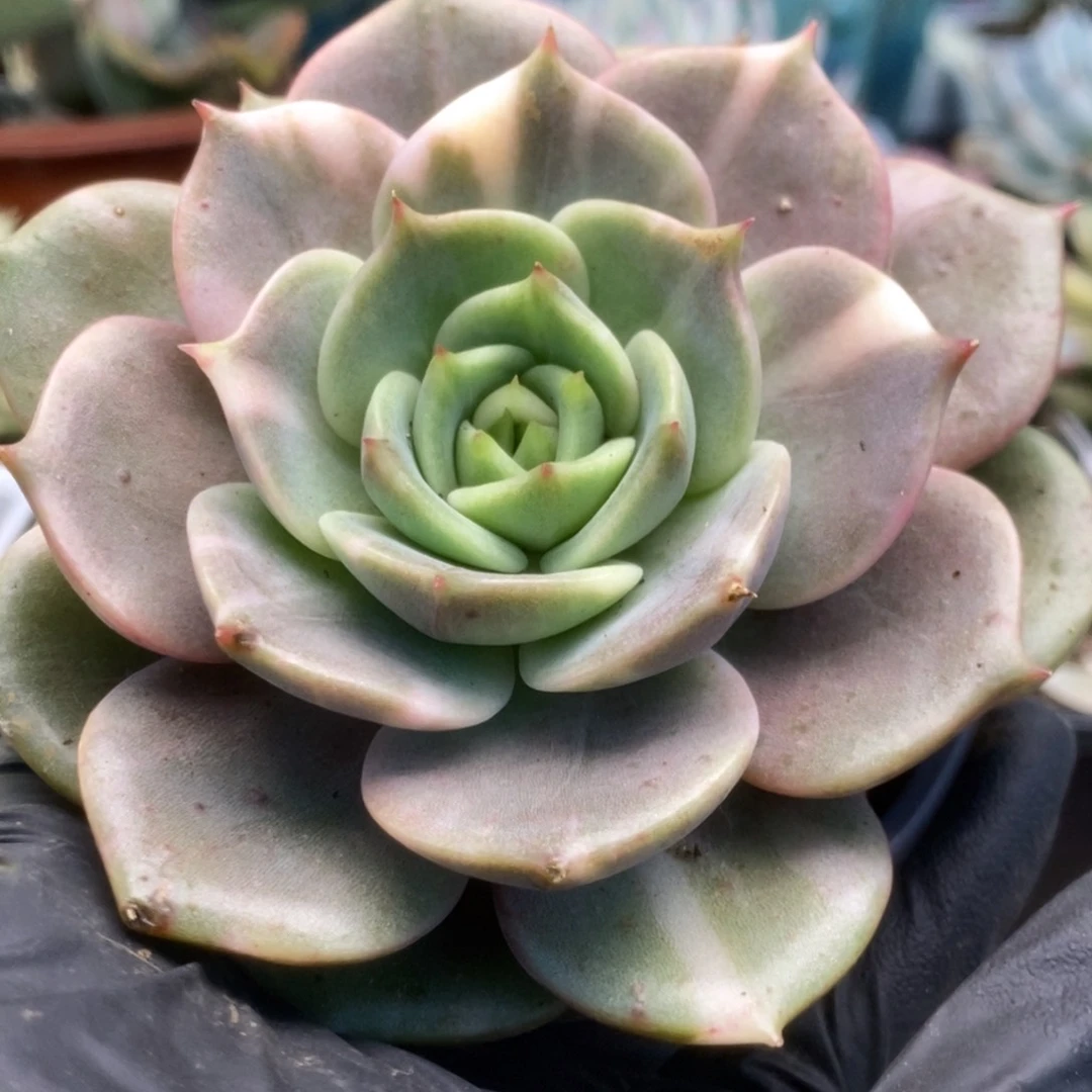 383贝加尔湖锦锦锦锦锦锦