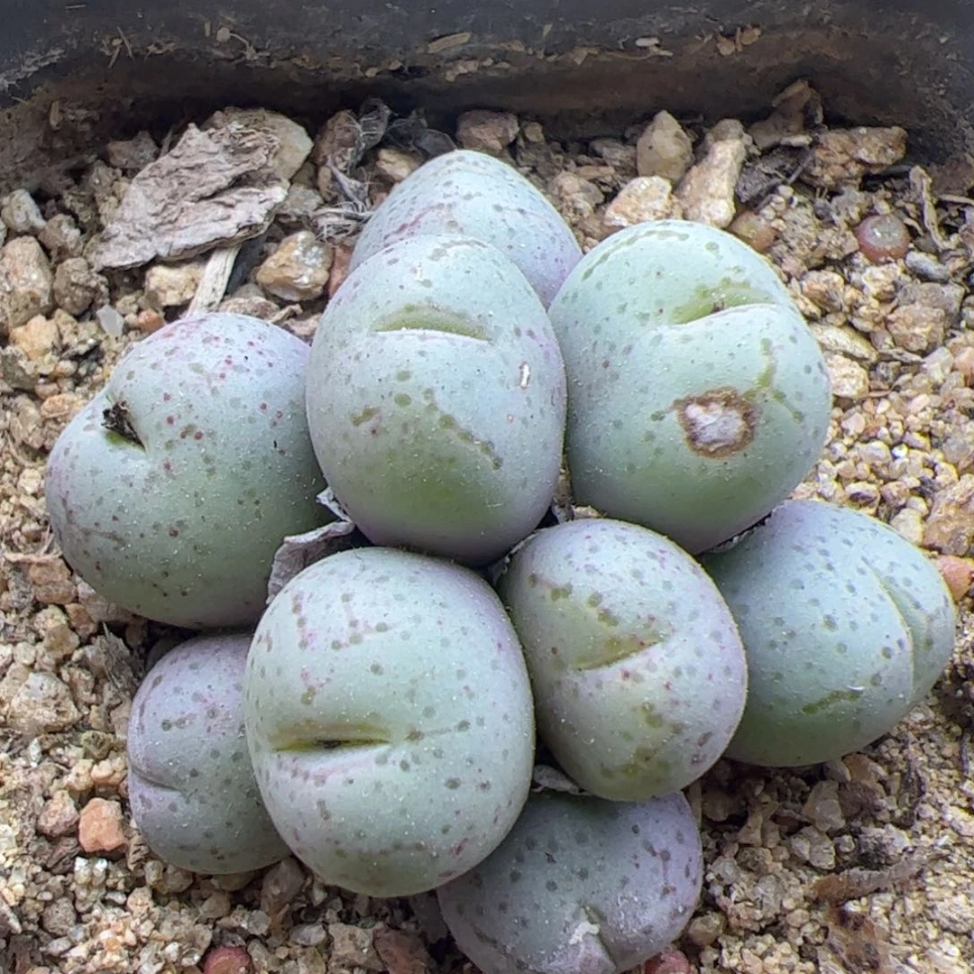 荧光玉群生22296