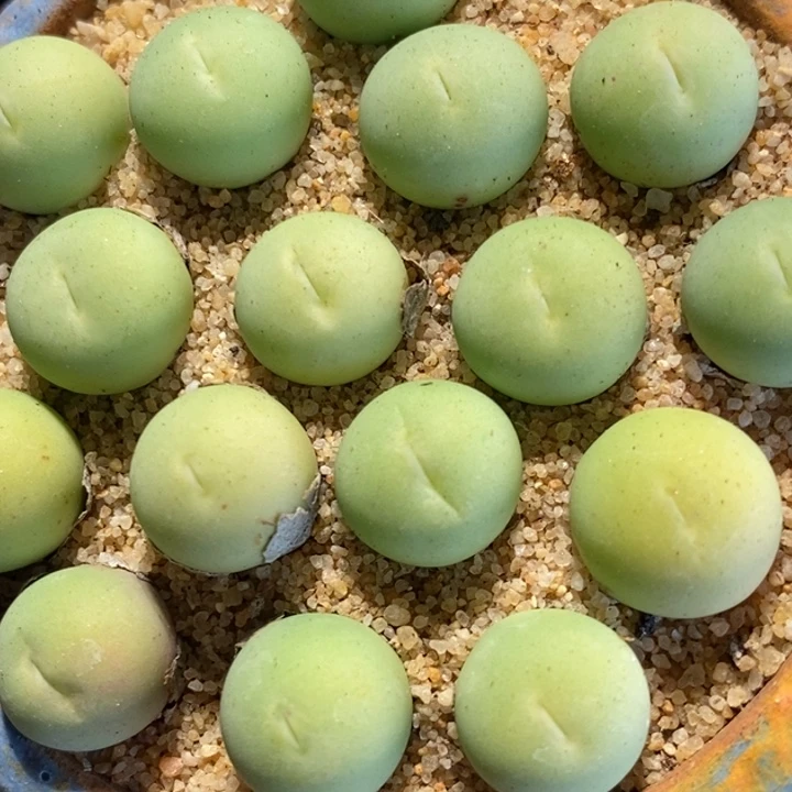 鸽子蛋1颗1厘米左右