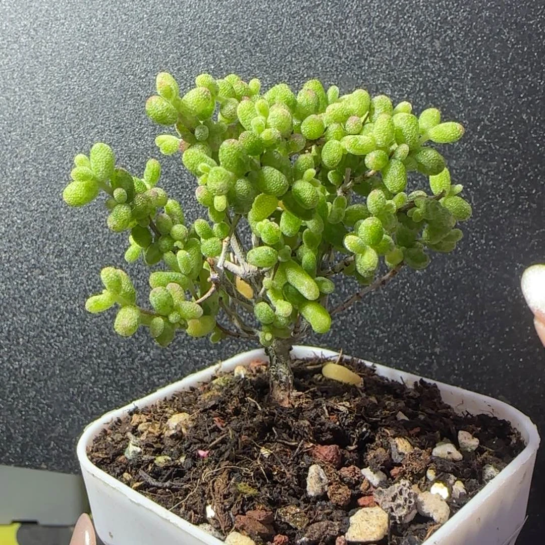 dy1007白糊斑直杆