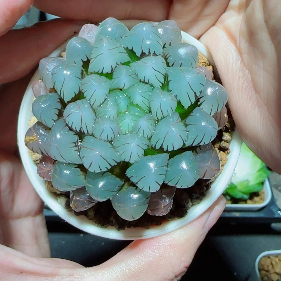 紫冰灯多肉植物