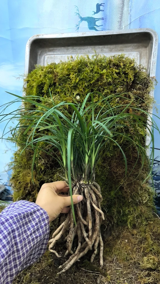 贵州莲瓣8苗左右浓香型花卉盆栽四季绿植，颜色随机发货。