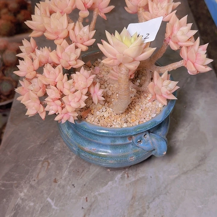 14122黄金表妮娜多肉带盆