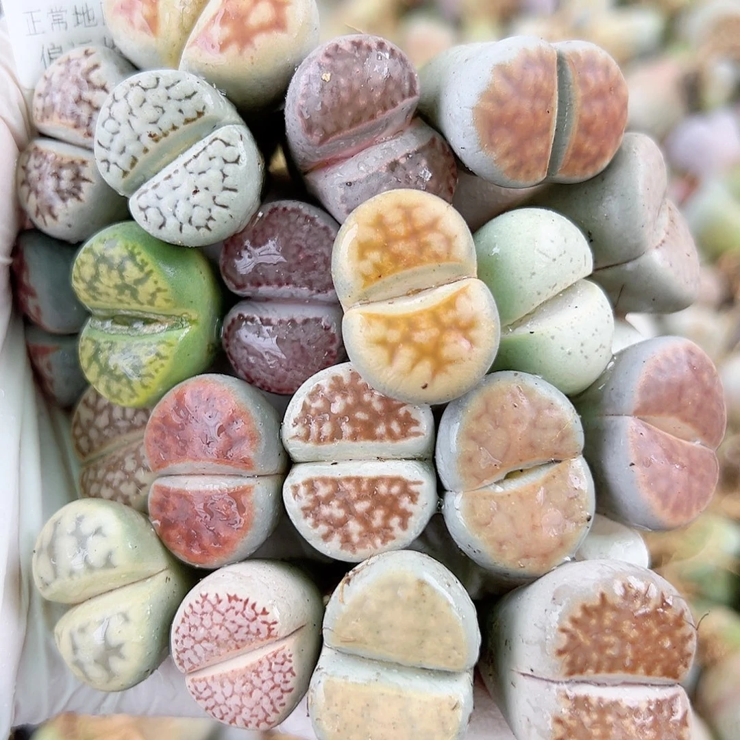 5741 好养易活生石花大母本20个大长腿特价处理