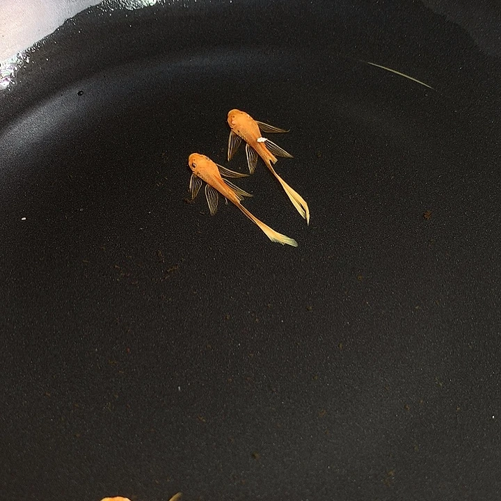 孔雀鱼大帆3➕（三条）