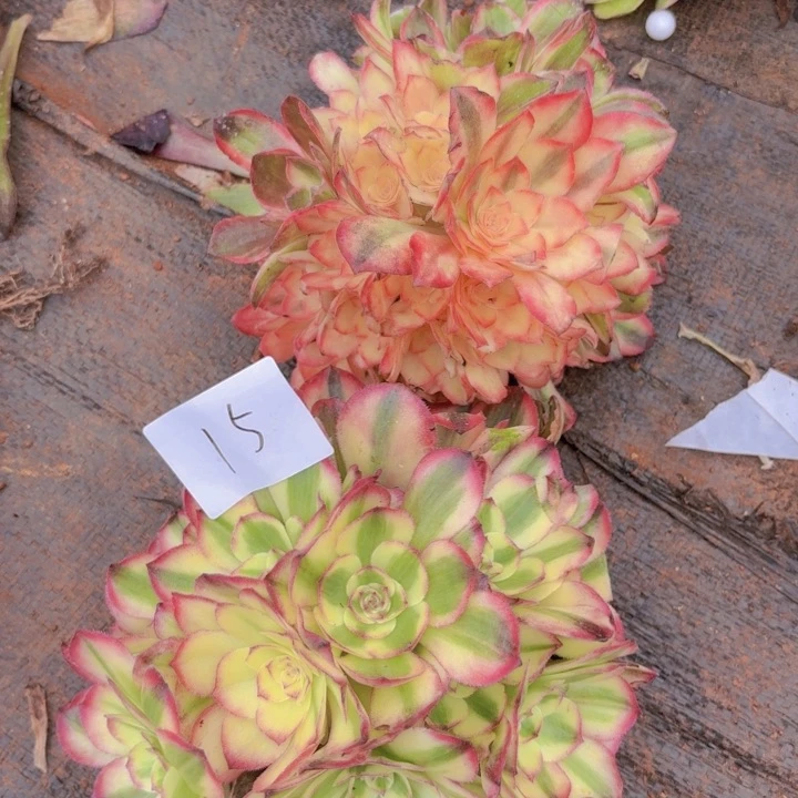 全部花朵015倾城黑魔锦无根