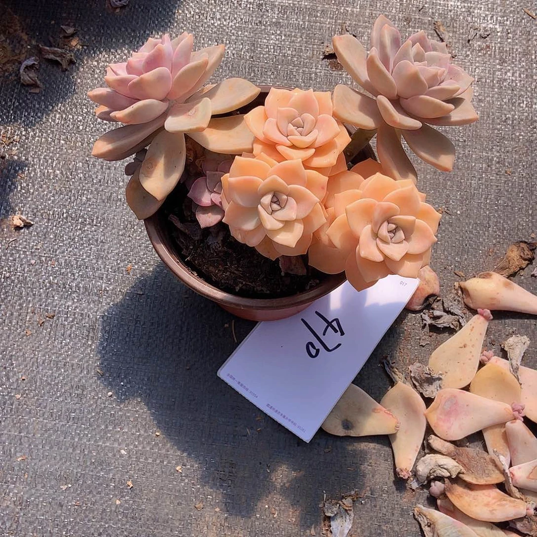 h****a老三多肉一物一拍外播紫乐锦470