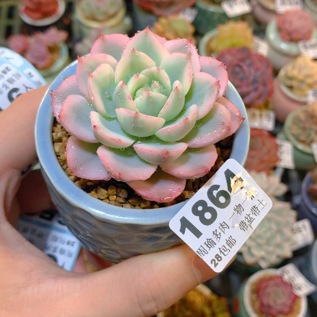 5厘米盆精控多肉1864