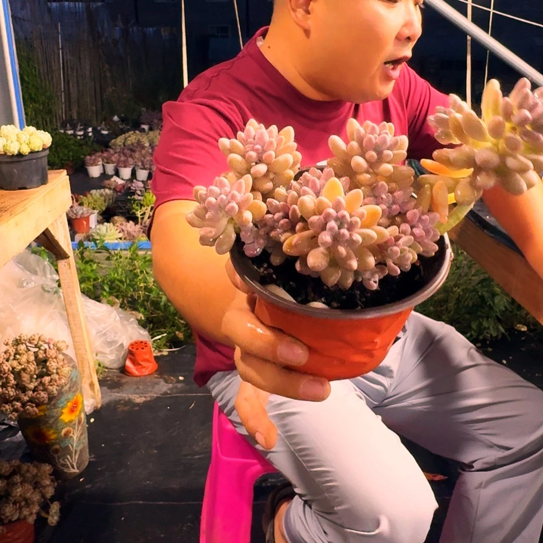 星黛露120多肉植物