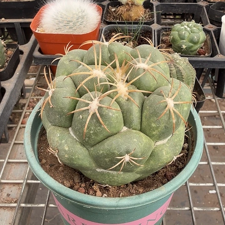 安宅大象牙8仙人球