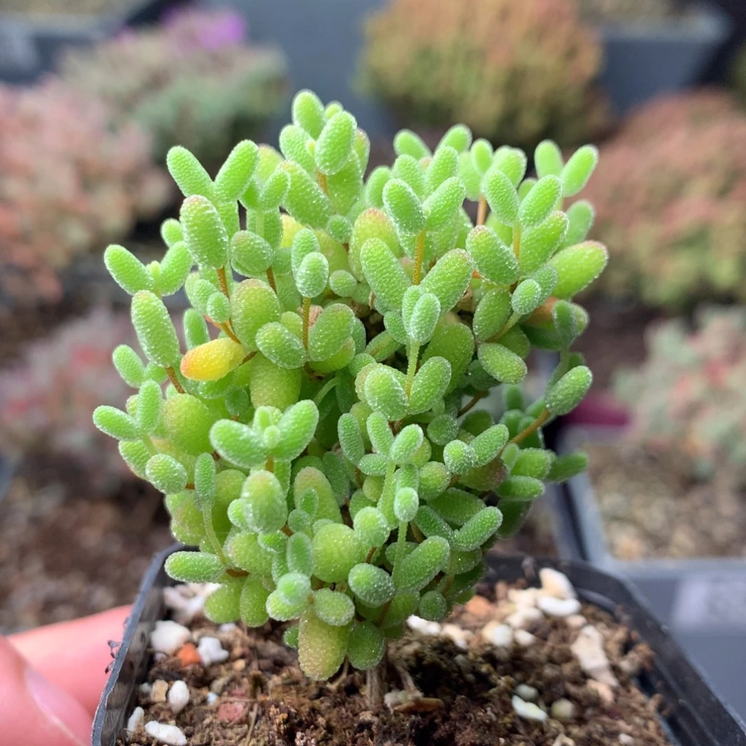 919蜜橘糖球 。