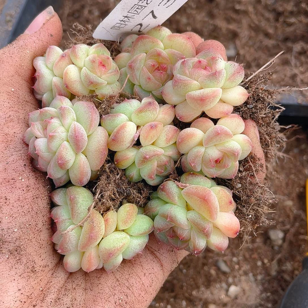多肉植物多肉植物273