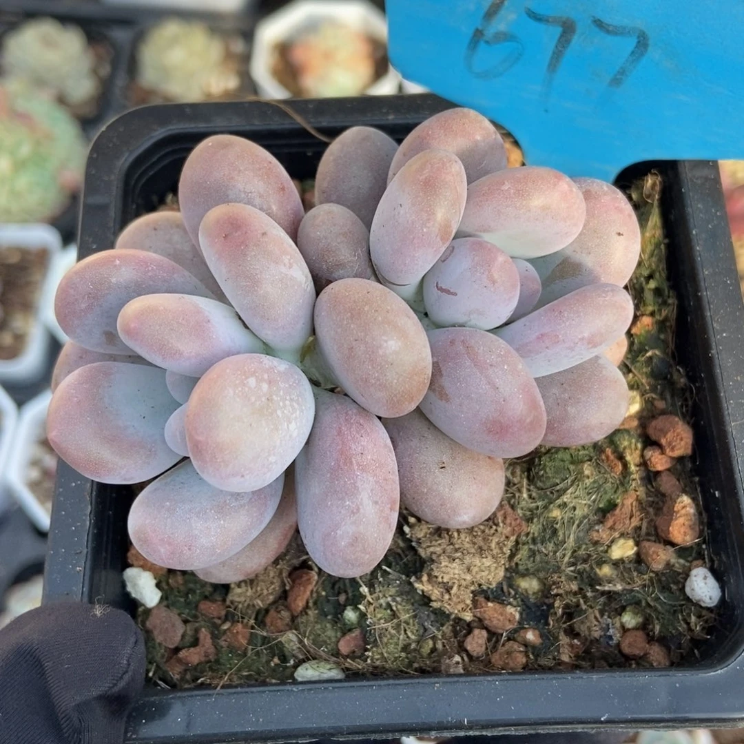 677鸡蛋美人多肉植物