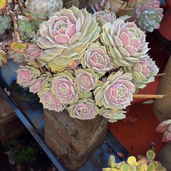 回***h老桩精品肉肉老桩精品