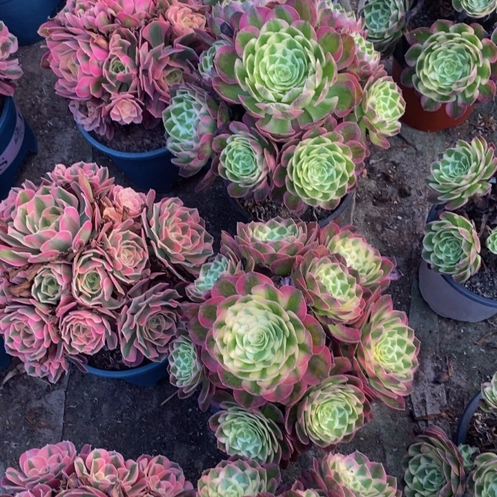 老庄的海王一颗多肉