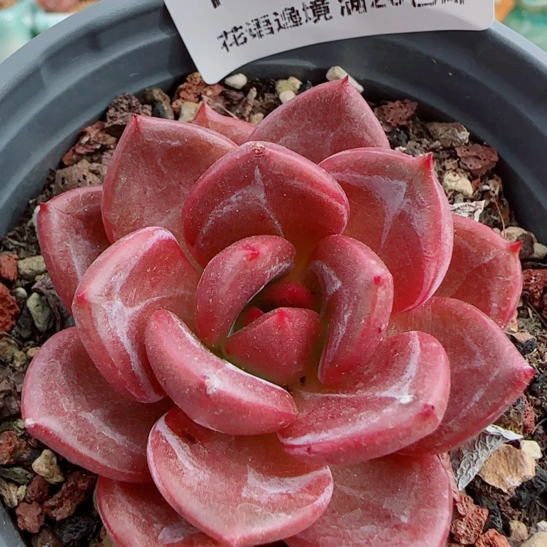 花语逸镜1004-137香槟
