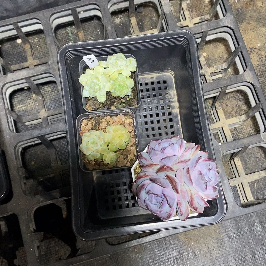 1***n3号一筐3颗多肉植物