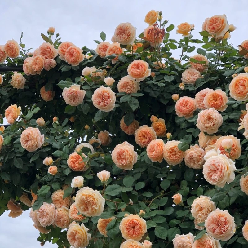 玛格丽特王妃-月季花苗爬藤大花浓香四季藤本蔷薇花卉庭院
