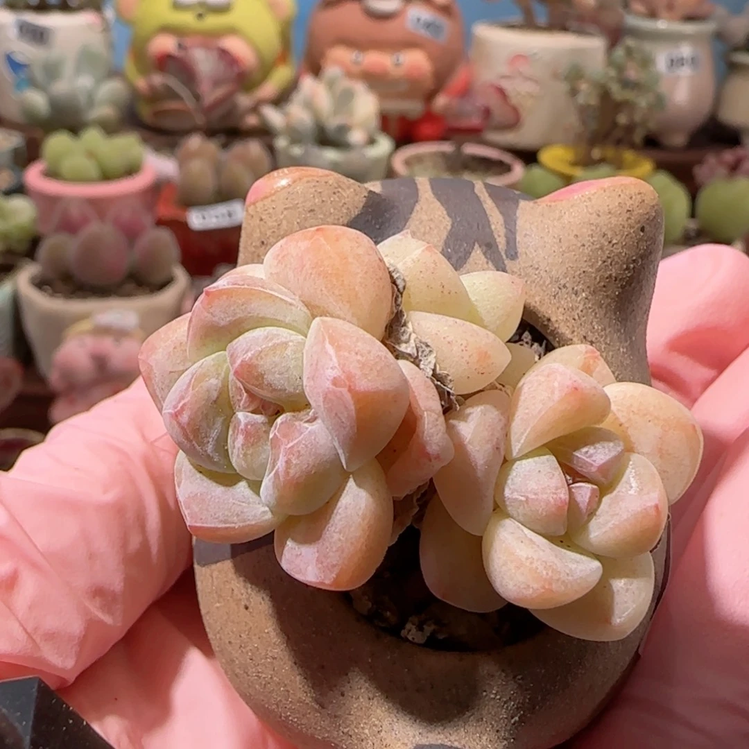 T三头冰玉盆口3.5cm