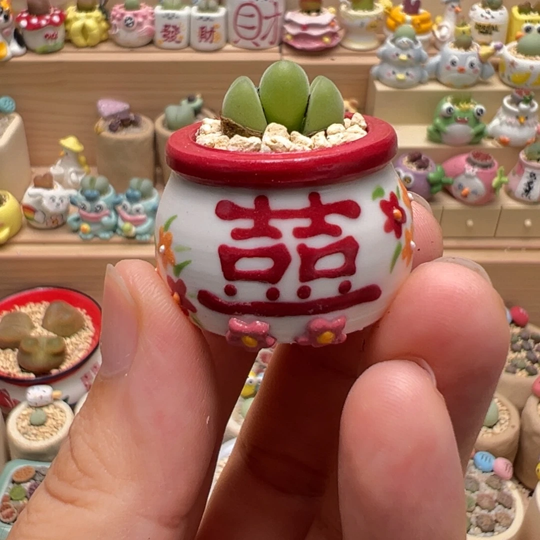 多肉植物76号拇指盆