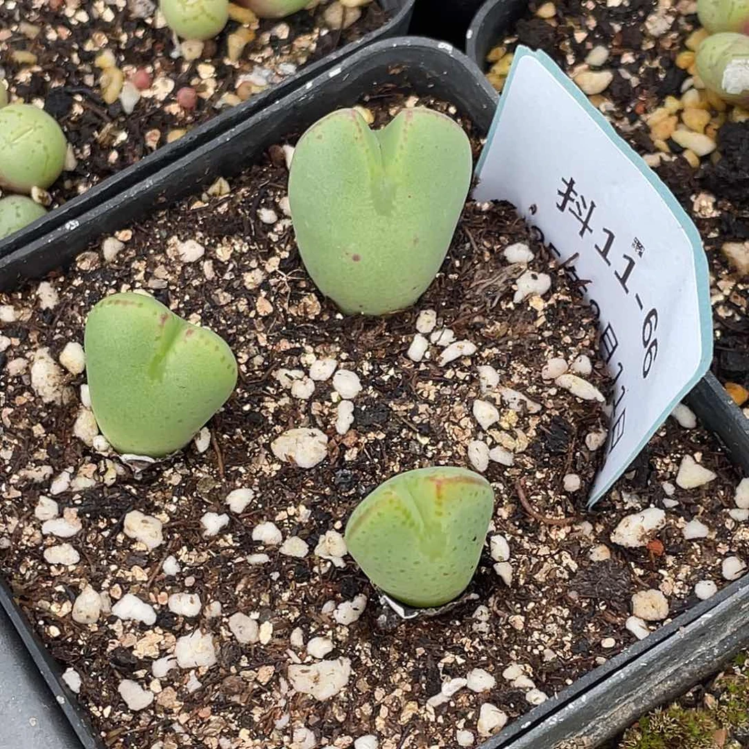 11-66将多肉植物肉锥