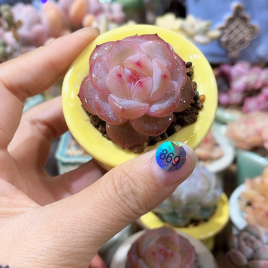 虎*869 多肉含盆土 30元包邮 除偏远