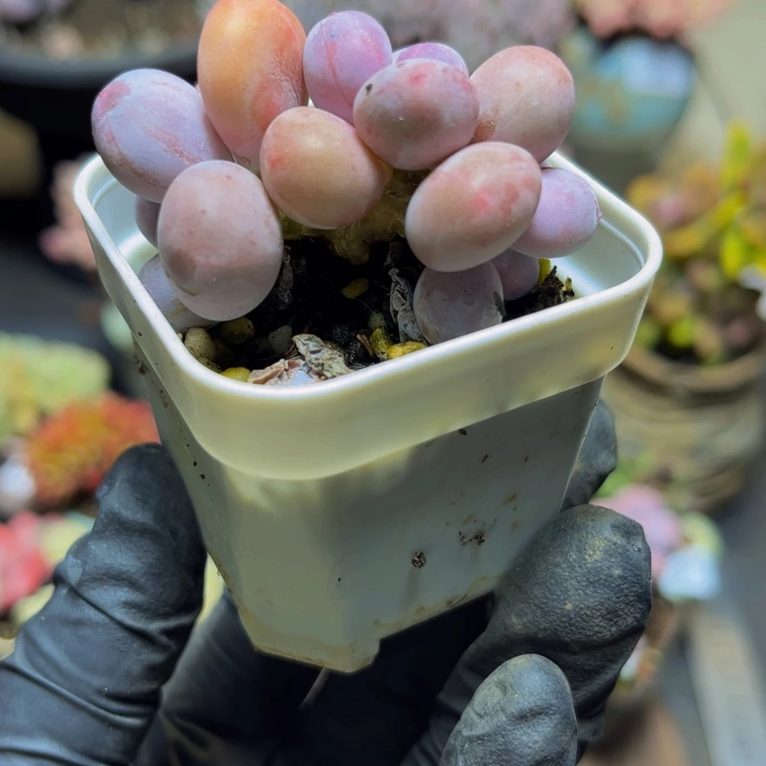 321小糖豆5厘米多肉