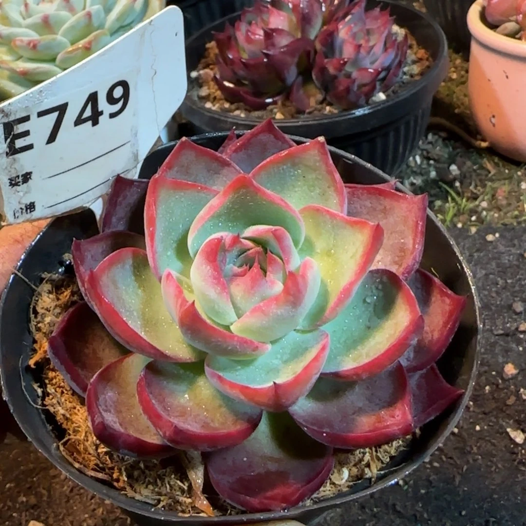 三角勺型惊鸿一物一拍包装收缩花旱749