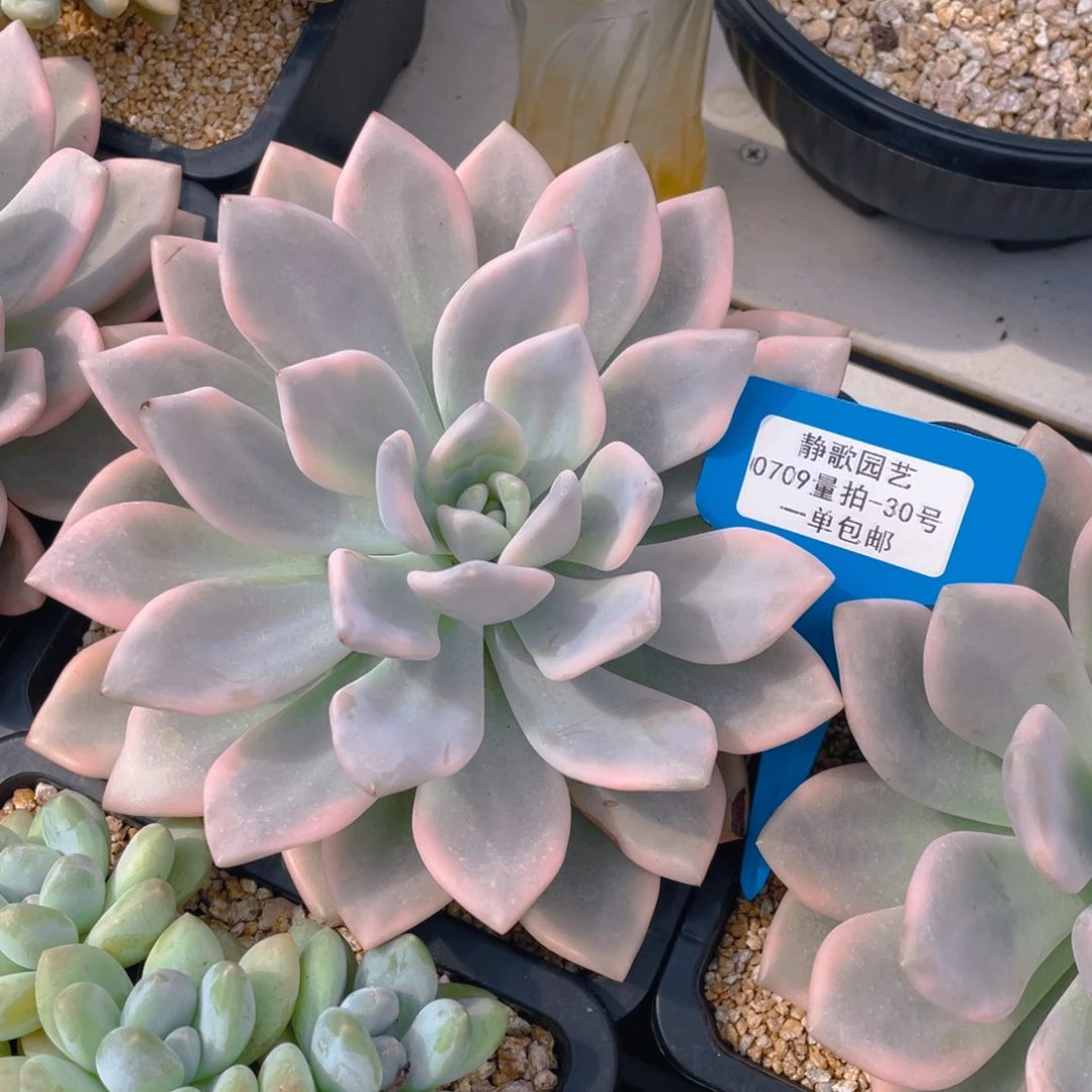 0709-30-精品大单头奥普琳娜锦一颗量拍