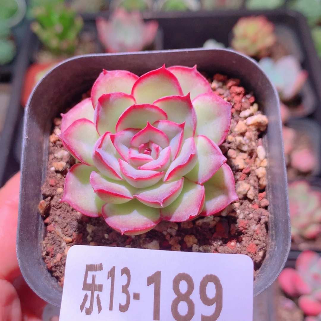 乐然13-189 黛安娜