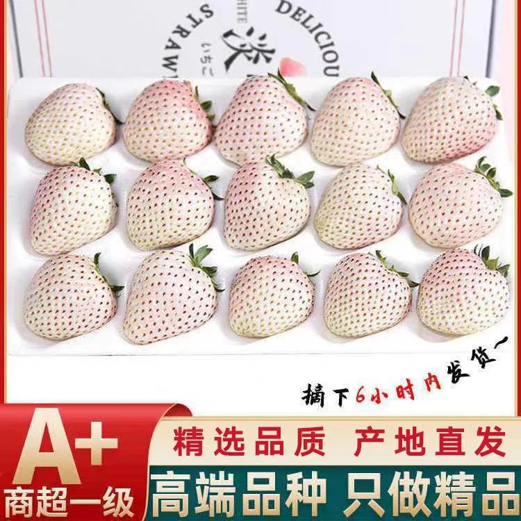 顺丰包邮白雪公主淡雪白草莓奶油草莓现摘现发新鲜时令水果礼盒装