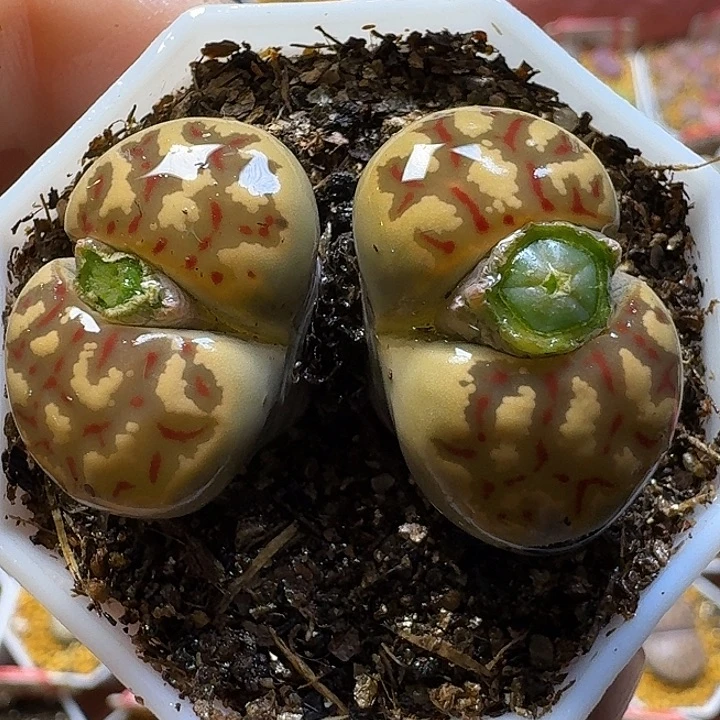 生石花1111111。    209