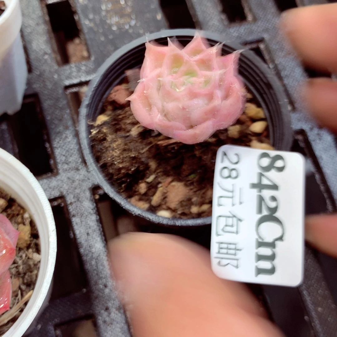 5厘米盆精控多肉842