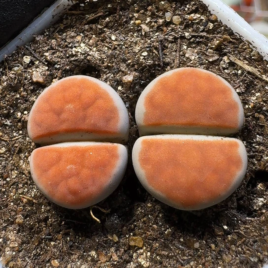 生石花2/：：：。  59号