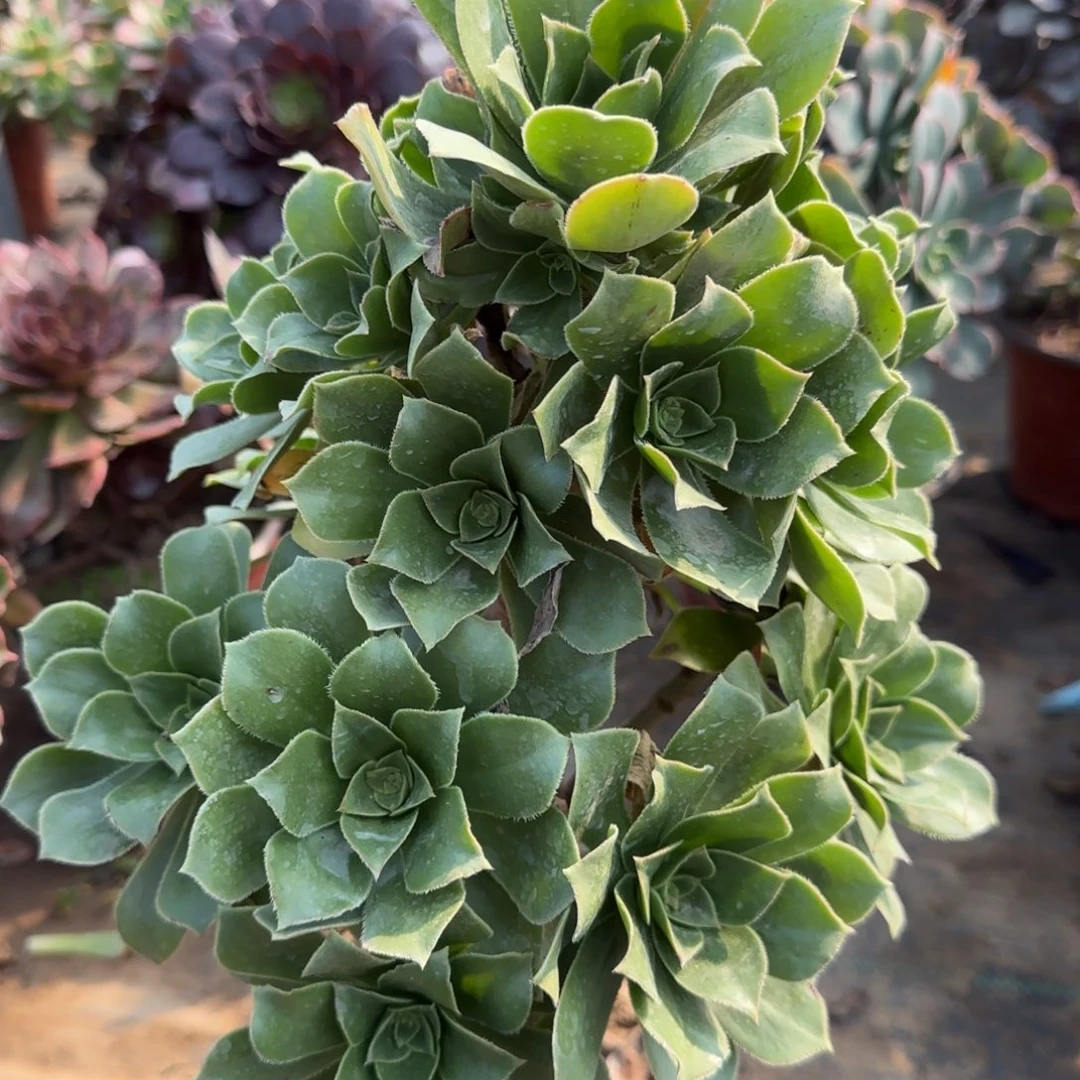 香腹多肉668满28包邮断枝不包