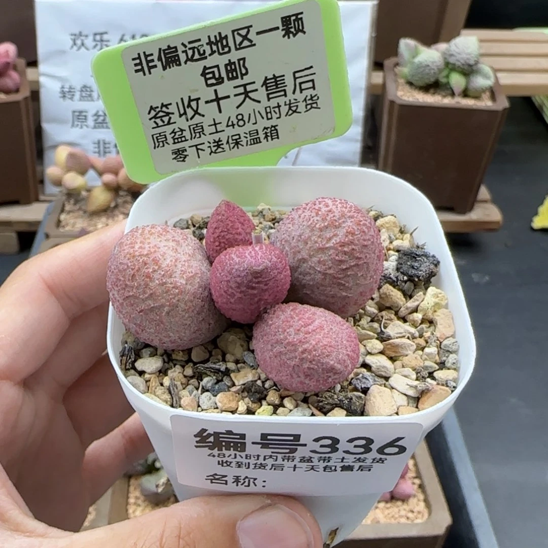 336服部多肉植物