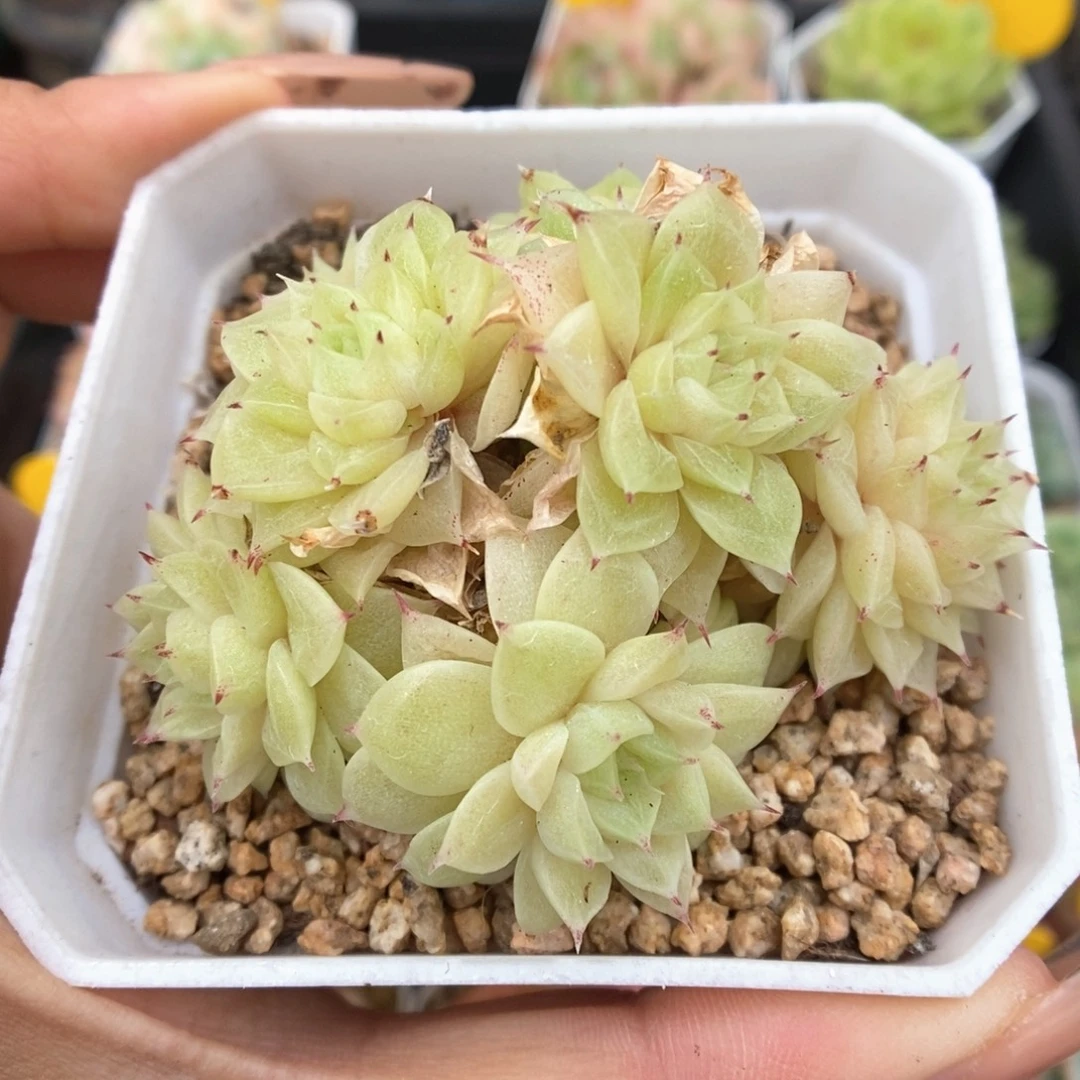 朵朵麦秆群生757号。