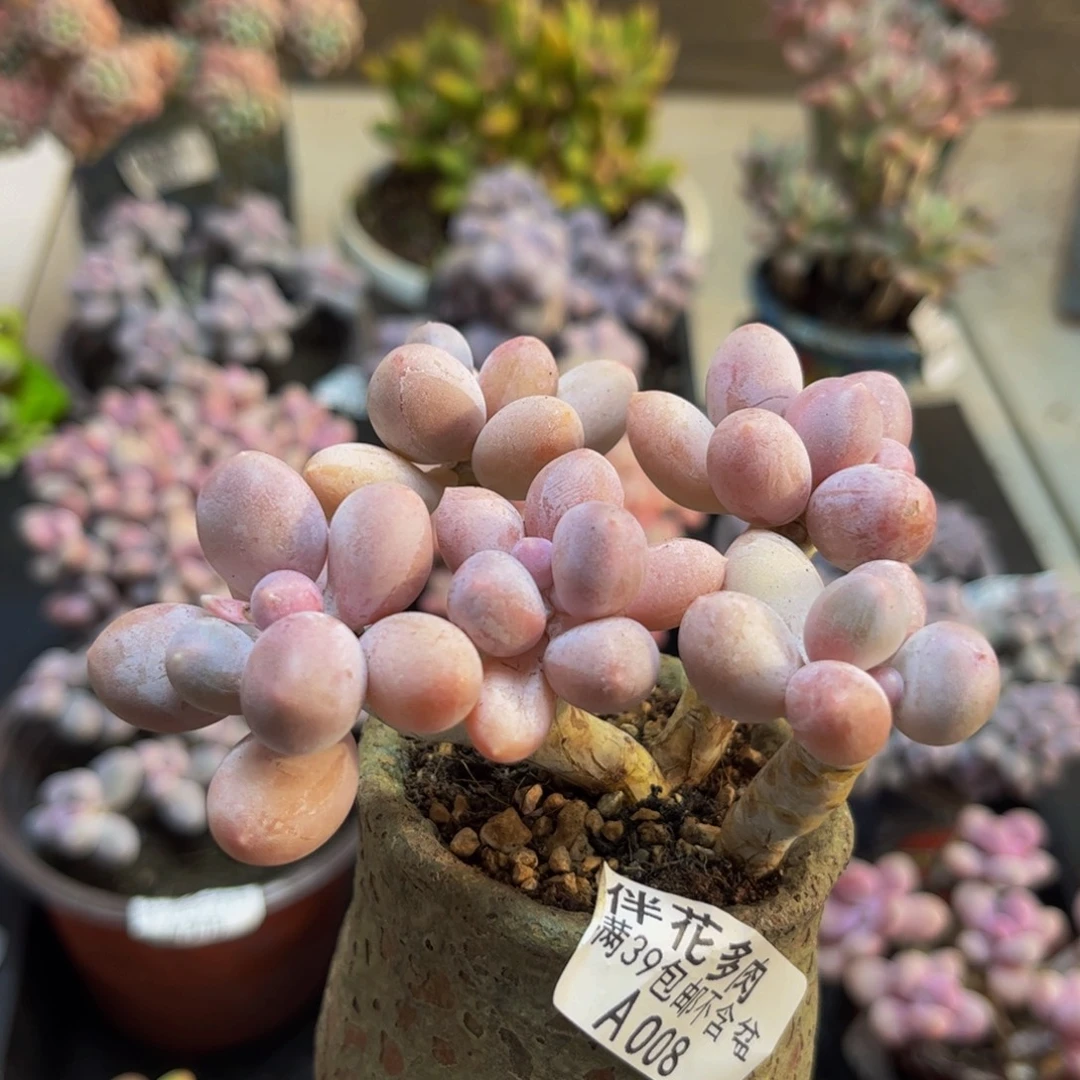 008香水手指8cm多肉植物