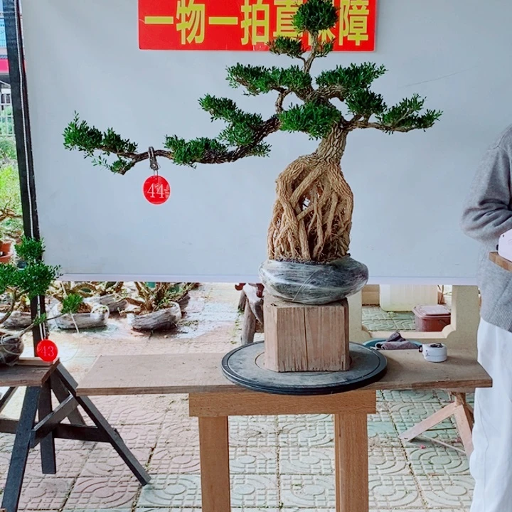 无花朵好**树广东皱皮雀舌