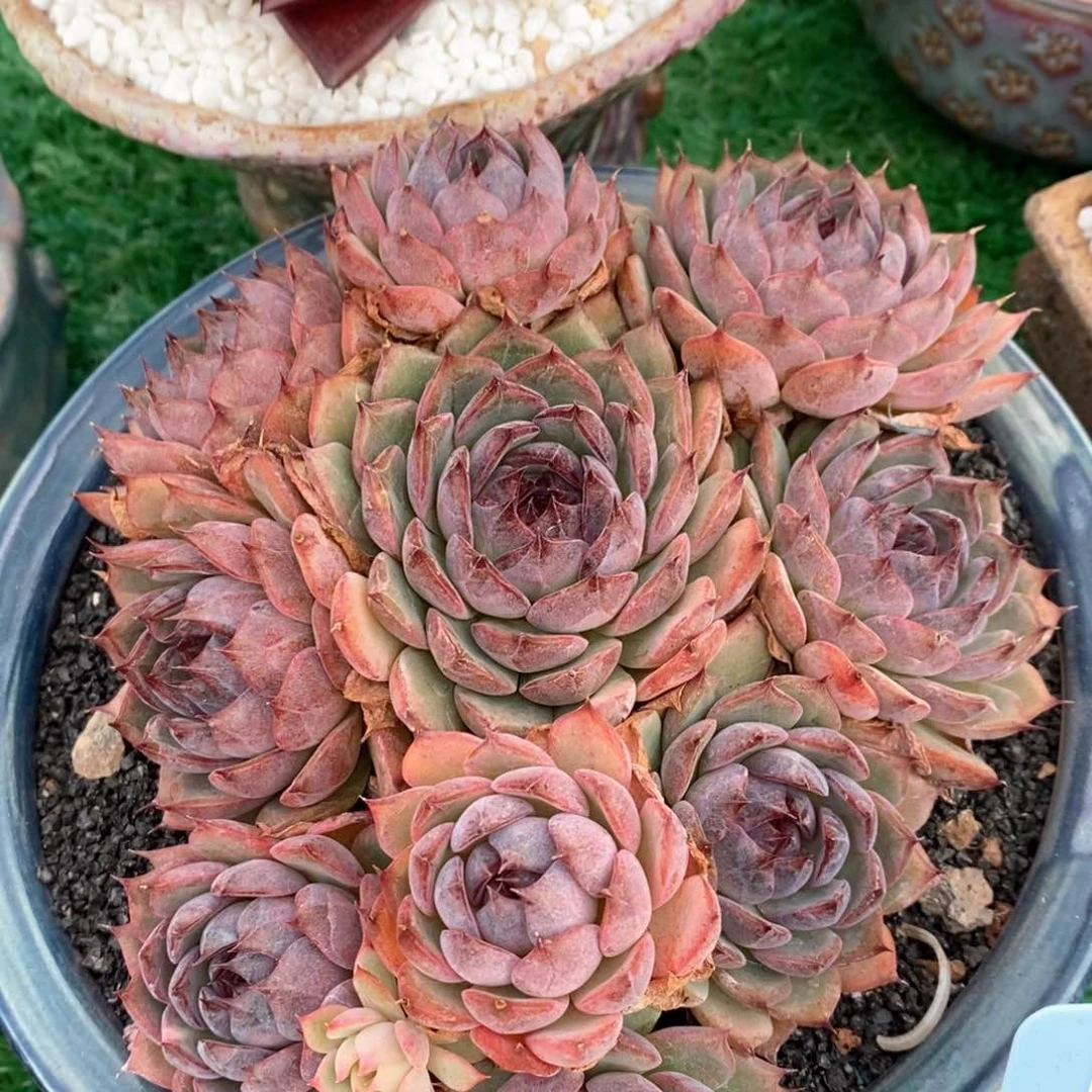 蓝色妖姬多肉植物盆栽