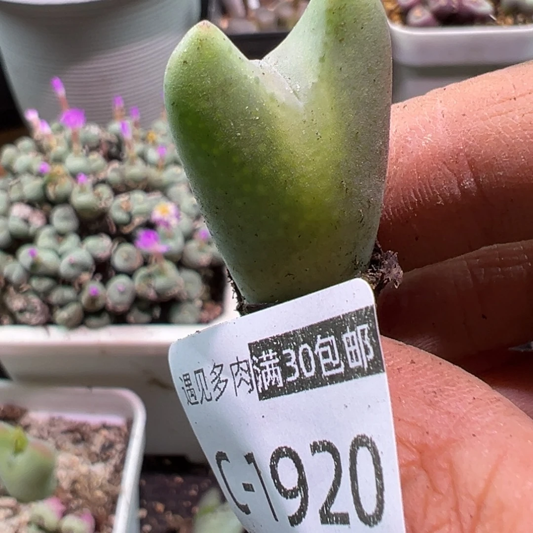 多肉植物1111111111111
