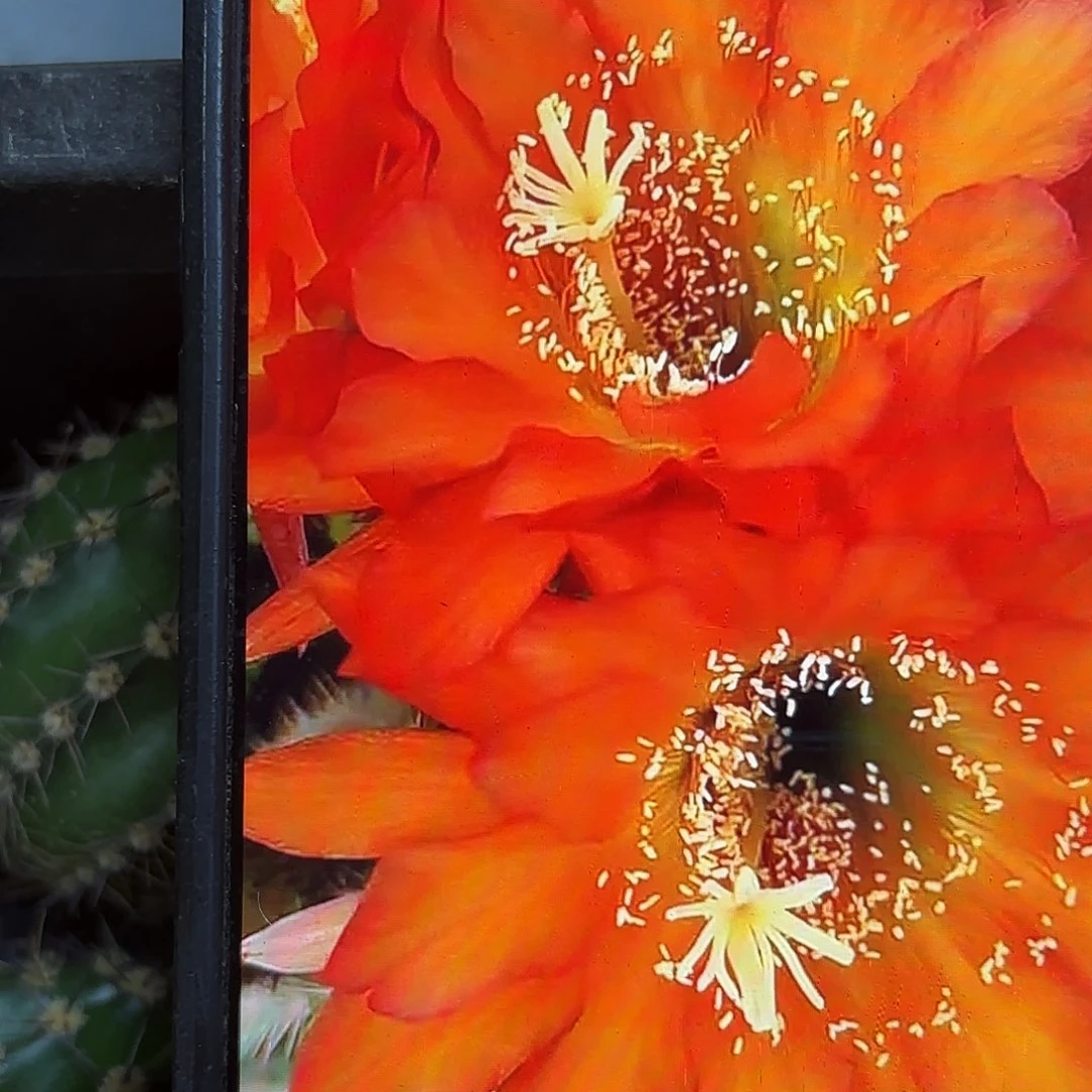 日落毛侧牙20包邮6