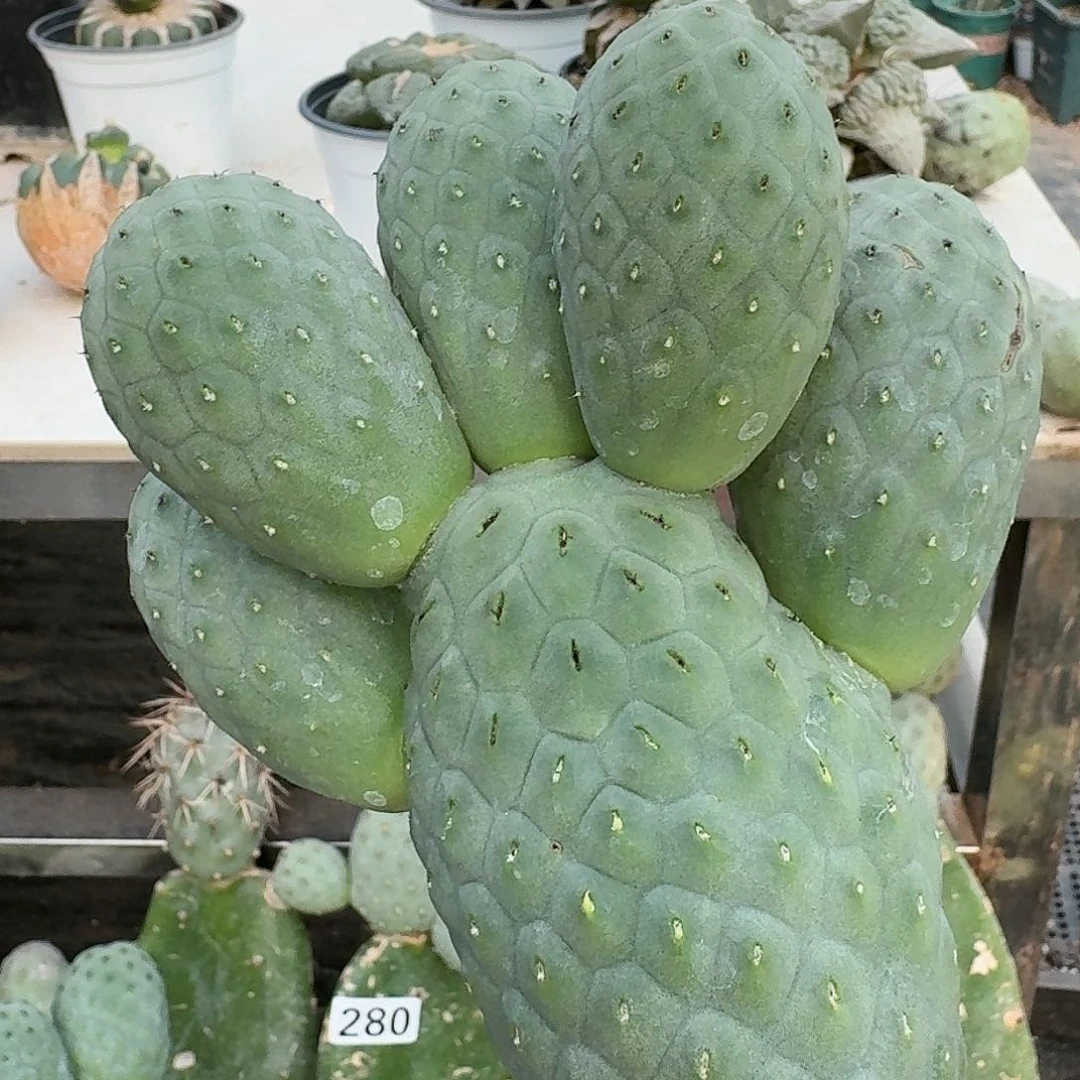 【闪购商品】无花朵我**家六头洞洞390