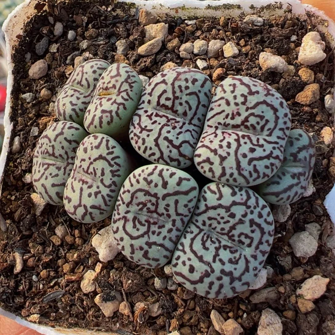 9头墨群多肉植物百科