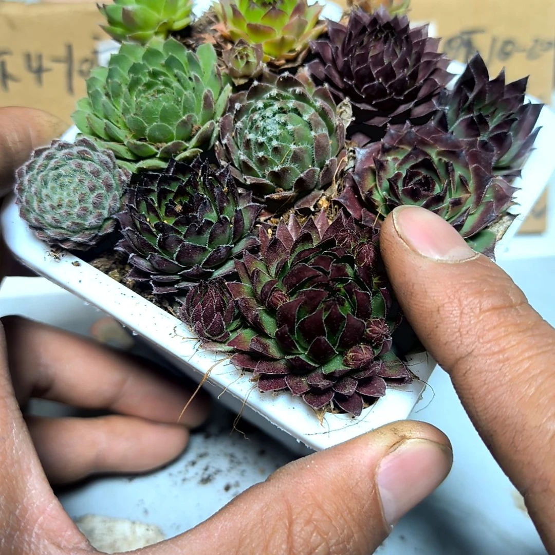 满6元包邮，#长生草9棵加白方盆