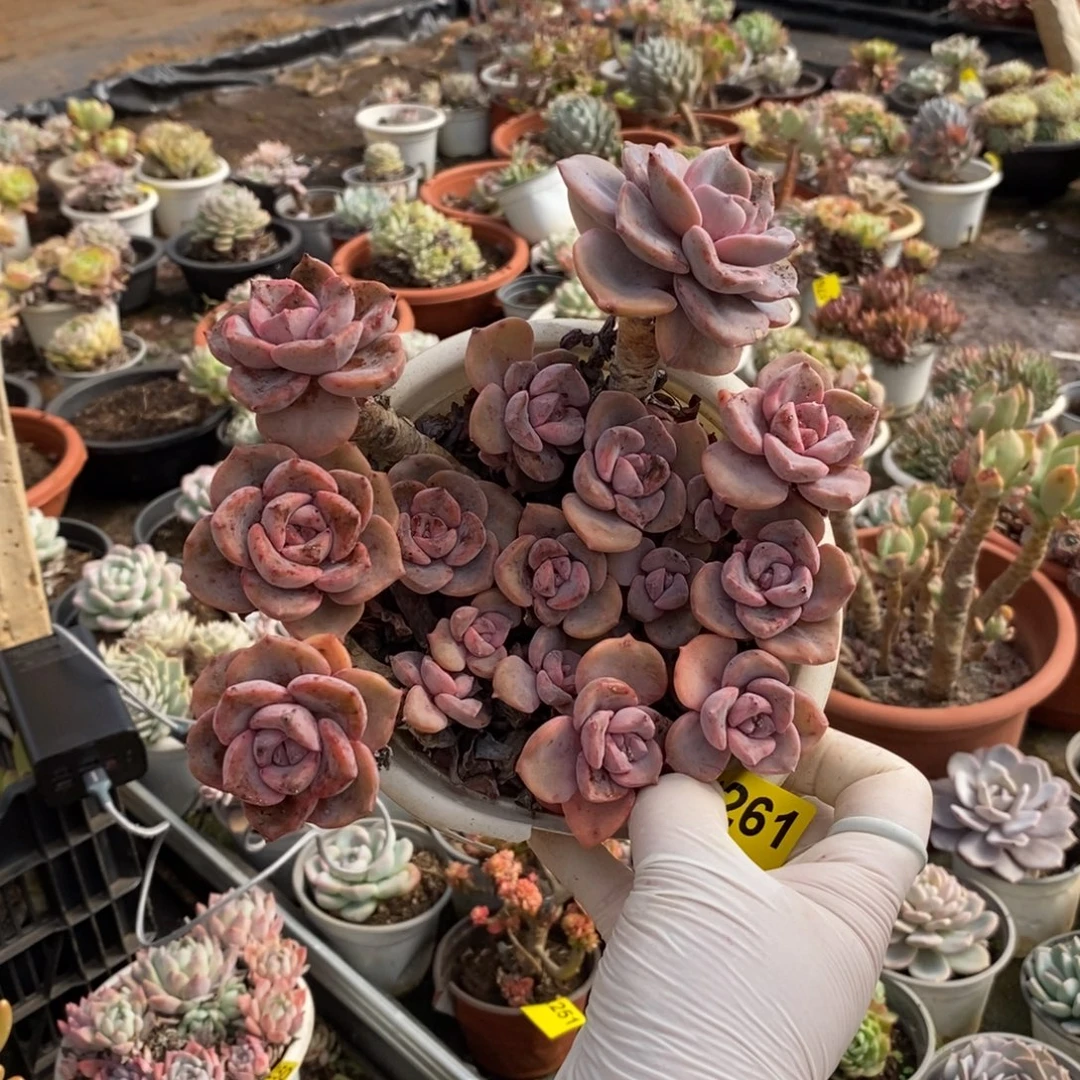 261彩虹糖一物一拍