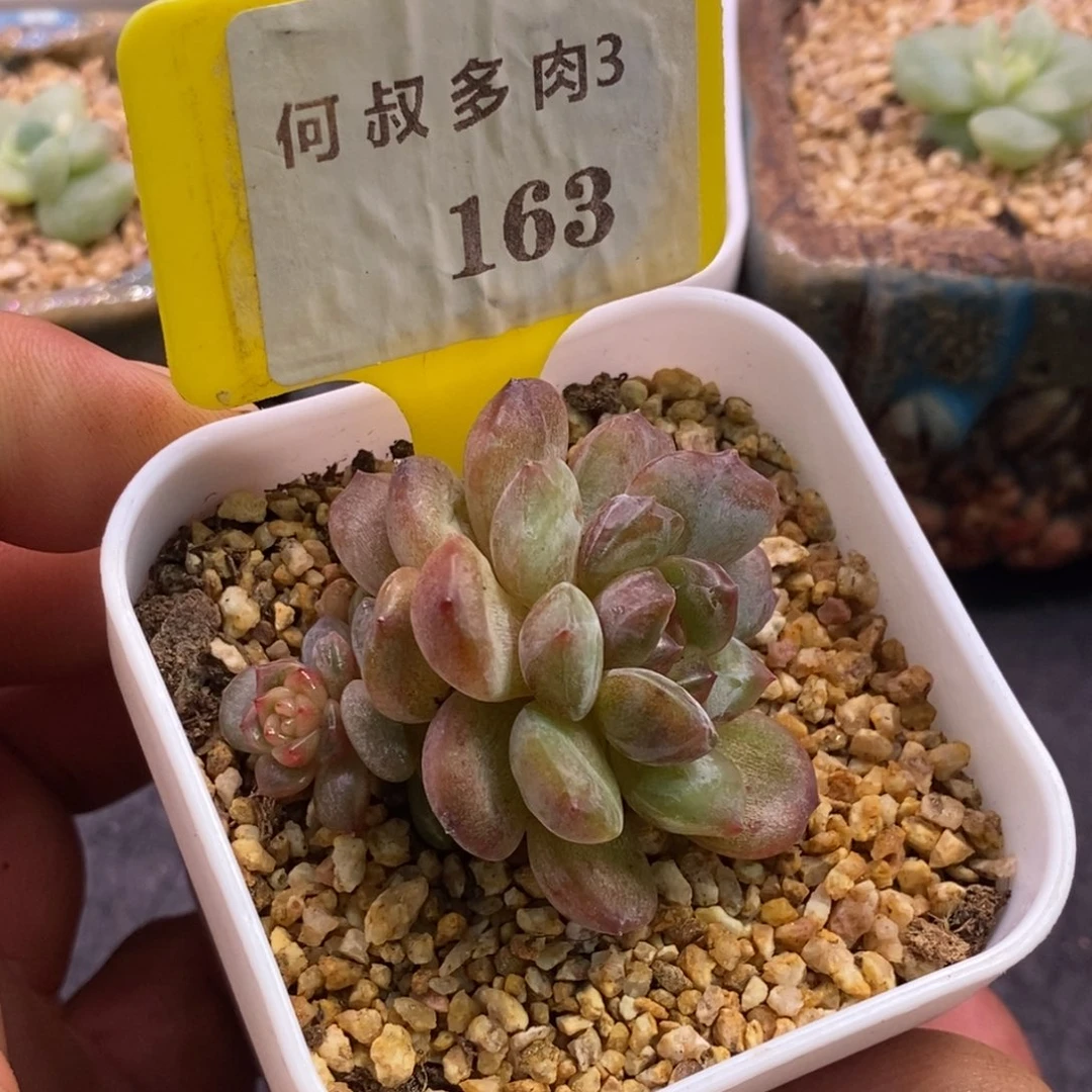 3163拉丝锦红恋福利……