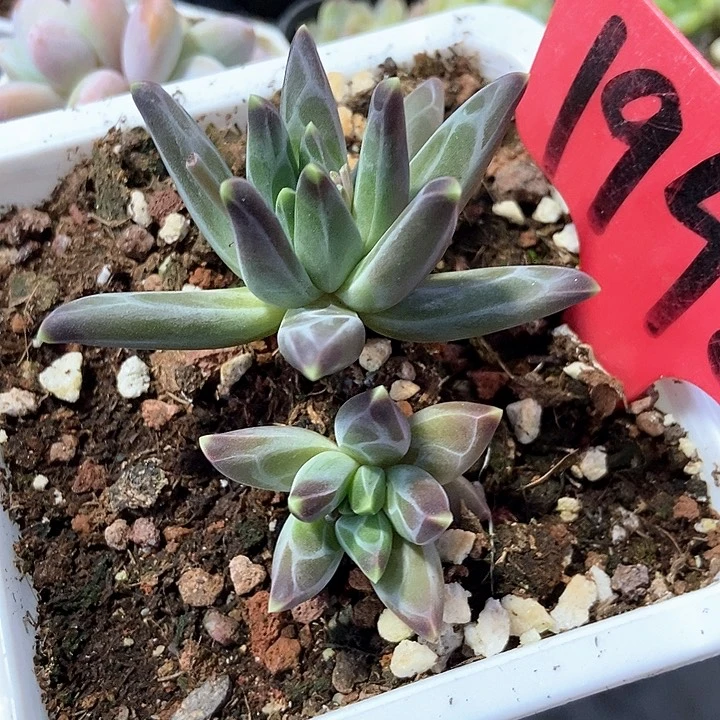 多肉植物梵高1948