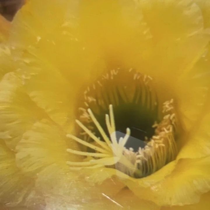 清清3-279根瑕疵有黑点