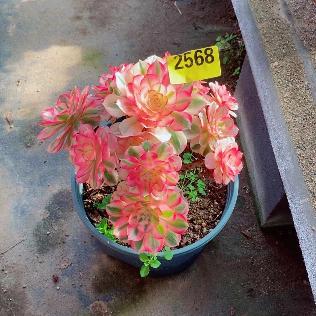 沉****青城多肉法师2568